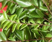 curry-leaf-tree-8