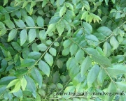 curry-leaf-tree-9