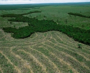 degradacao-florestal-no-brasil-9
