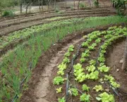 desenvolvimento-da-agricultura-12
