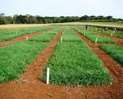 desenvolvimento-da-agricultura-5