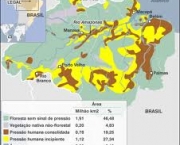 desinformacao-cobertura-florestal-brasileia-1