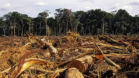 Resultado de imagem para fotos de desmatamento
