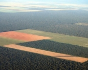 Aumento do Desmatamento na Amazonia (4).jpg