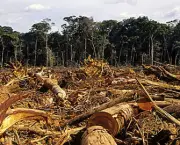 Aumento do Desmatamento na Amazonia (5).jpg