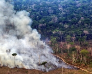 Aumento do Desmatamento na Amazonia (6).jpg