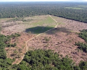 Aumento do Desmatamento na Amazonia (8).jpg