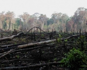 Aumento do Desmatamento na Amazonia (10).jpg