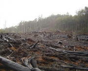 Aumento do Desmatamento na Amazonia (15).jpg