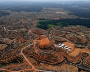Aumento do Desmatamento na Amazonia (17).jpg