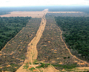 Desmatamento no Pantanal (1)