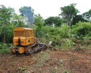 Desmatamento no Pantanal (2)