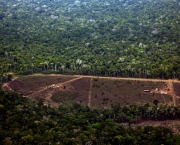 Desmatamento no Pantanal (6)