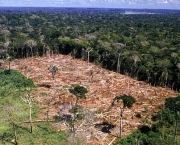 Desmatamento no Pantanal (7)