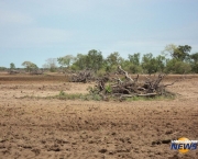 Desmatamento no Pantanal (11)