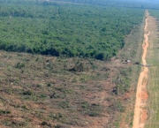 Desmatamento no Pantanal (9)