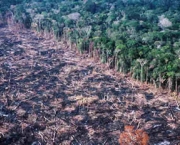 desmatamentos-na-amazonia-13