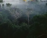 desmatamentos-na-amazonia-5