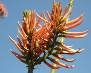 Erythrina speciosa 'Sao Paulo Pink'