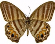 especies-de-borboleta-famosas-ao-redor-do-mundo-10
