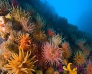 especies-de-corais-tudo-sobre-recifes-2