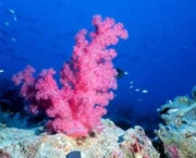 especies-de-corais-tudo-sobre-recifes-3