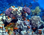 especies-de-corais-tudo-sobre-recifes-5