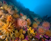 especies-de-corais-tudo-sobre-recifes-1