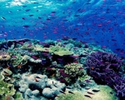 especies-de-corais-tudo-sobre-recifes-2