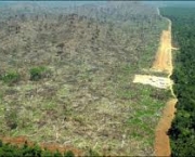 fatores-que-causam-desmatamento-e-degradacao-5