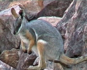 fauna-australiana-8