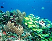 Fauna e Flora do Mar (4)