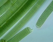 fitoplancton-organismos-da-agua-9