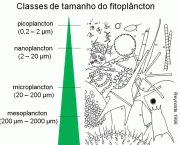 fitoplancton-organismos-da-agua-7