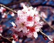 flor-de-cerejeira-4