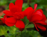 flor-vermelha-4