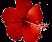 flor-vermelha-5