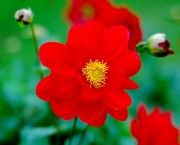 flor-vermelha-6