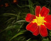 flor-vermelha-8