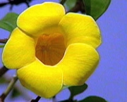 flora-brasileira-com-mais-de-400-especies-em-extincao-6