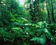 Flora da Amazônia (1)