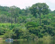 Flora da Amazônia (5)