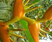 Flora da Amazônia (7)
