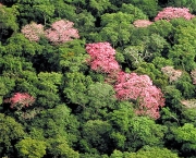 Flora da Amazônia (8)