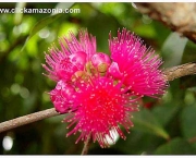 Flowers of the "bushapple" tree, locally known as JAMBU tree or fruit