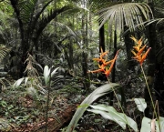 Flora da Amazônia (13)
