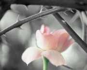 flores-com-espinhos-1