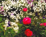 flores-pequenas-para-jardins-3