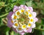 flores-raras-2