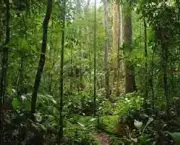 floresta-amazonica-3